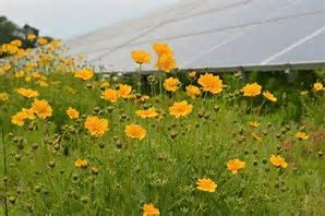 Perdue Farms Becomes the First Poultry Company in the United States To Create a Pollinator-Friendly Habitat Throughout its Solar Installation