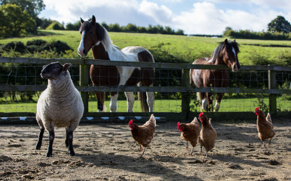 Farm Animals Day