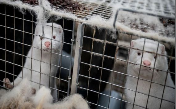 Denmark's largest fur seller goes bankrupt