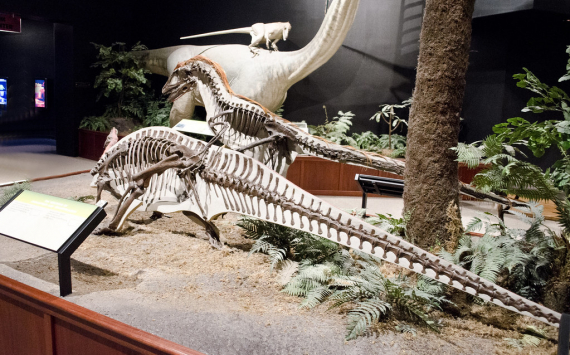 The best-preserved dinosaur skeleton of Deinonychus sold at Christie's for $12.4 million